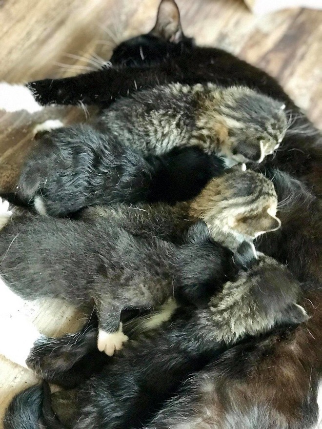 Котята с кошкой Кошка с котятами