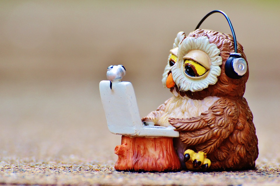 Сова / фото: pixabay.com
