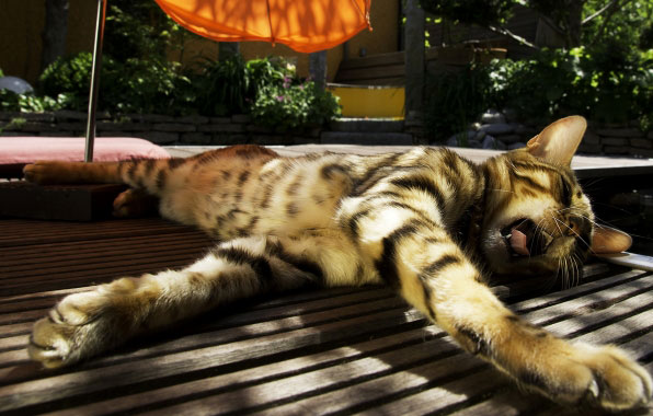 кот, полосатый, лежит, зевает, солнце, зонт. кот, полосатый, лежит, зевает, солнце, зонт.