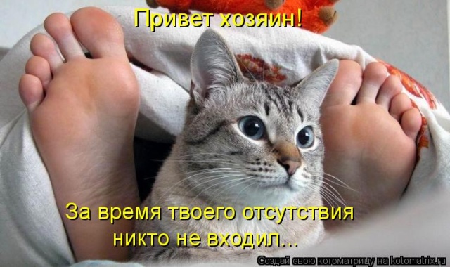 Лучшие котоматрицы недели Лучшие котоматрицы недели