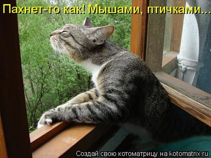 Лучшие котоматрицы недели