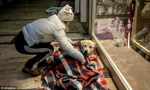 Что происходит с бездомными животными в других странах: Турция. Что происходит с бездомными животными в других странах: Турция.