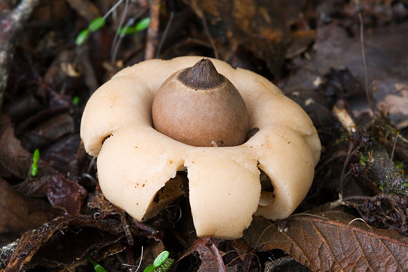 Fungi06 Самые красивые грибы в мире