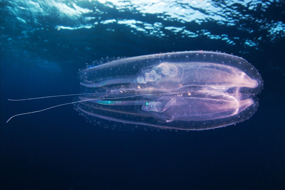 Semyonov22 Морские организмы на фотографиях Александра Семёнова