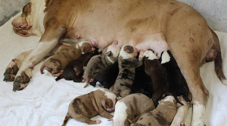 dog and puppies 24032020 dog and puppies