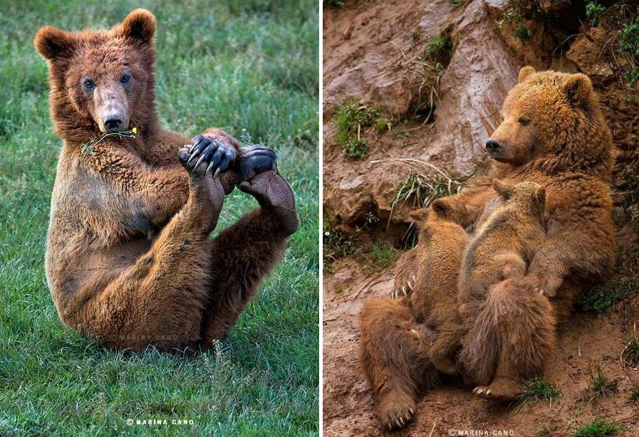 Самые красивые фотографии диких животных, которые мы когда-либо видели