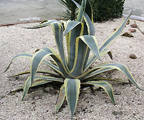 Агава американская Agave americana Variegata