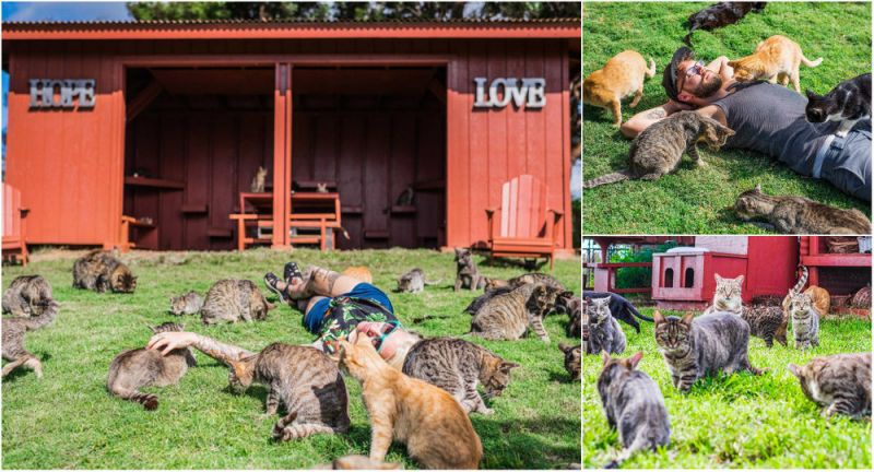 “Кошачий рай” на Гавайях “Кошачий рай” на Гавайях