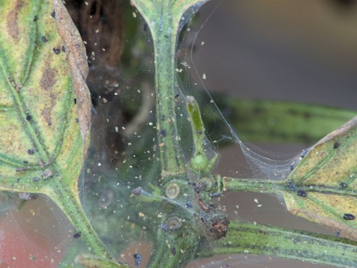 Признак поражения паутинным клещем (Red spider mite)