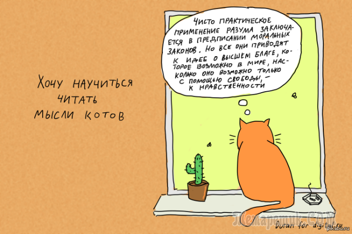 Мир глазами кота