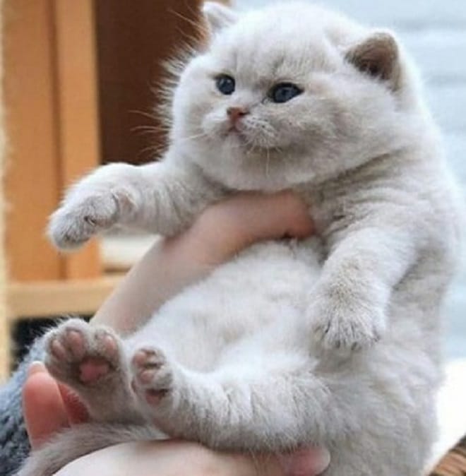 Упитанный котенок Толстый котенок