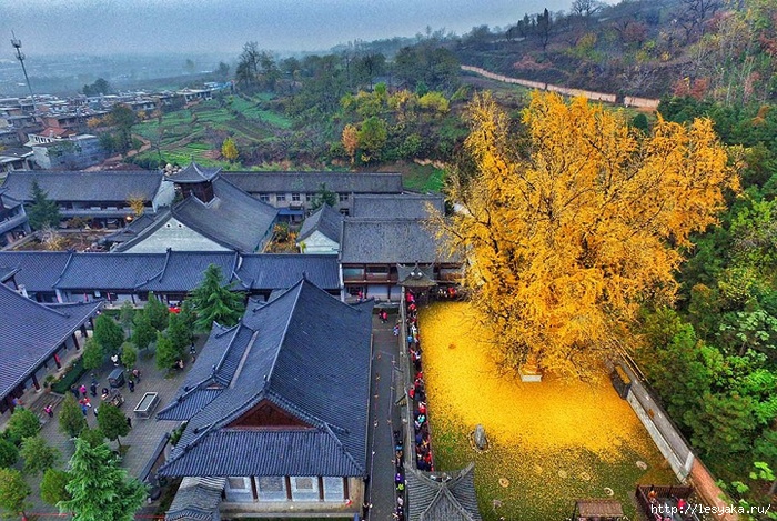 3925073_gingko5 (700x469, 375Kb)