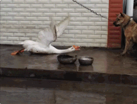 Эти прикольные анимации поднимут вам настроение