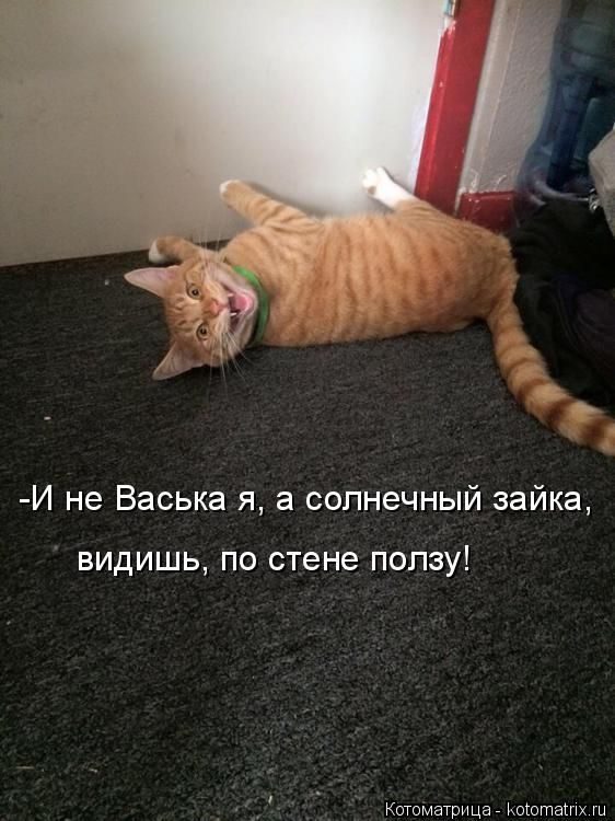 Лучшие котоматрицы недели