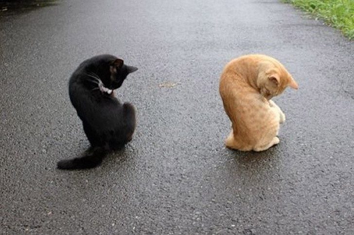Синхронные коты Синхронные коты