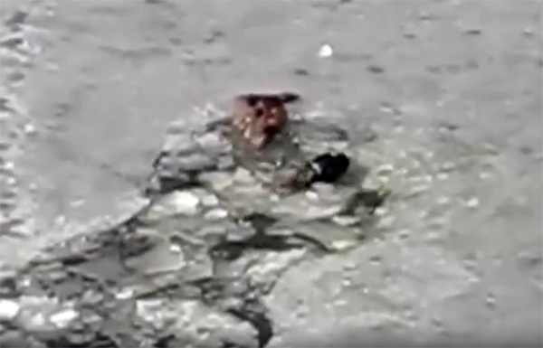 Борьба за жизнь! Спасение своего друга Борьба за жизнь! Спасение своего друга