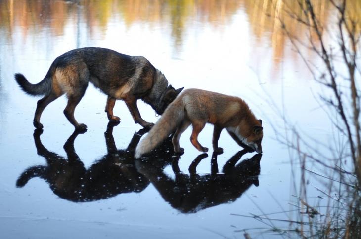 Sniffer fox and Tinni, дружба между лисой и собакой