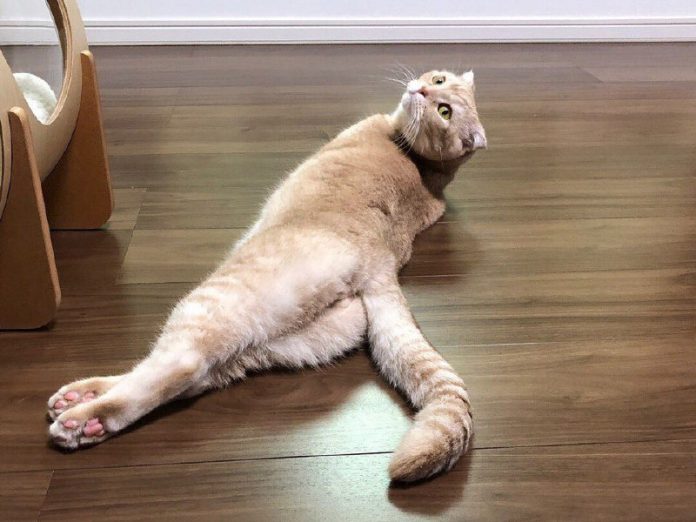 Кошка — ранимая душа, она тоже умеет обижаться…