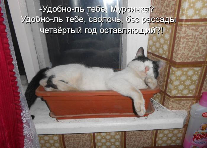 Позитив дня: КОТОПЯТНИЦА Позитив дня: КОТОПЯТНИЦА