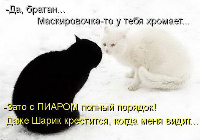 Позитив дня: КОТОПЯТНИЦА Позитив дня: КОТОПЯТНИЦА