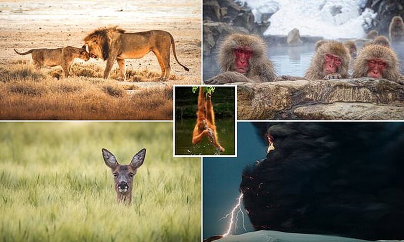 Самые впечатляющие снимки дикой природы с фотоконкурса Agora #Wild2020