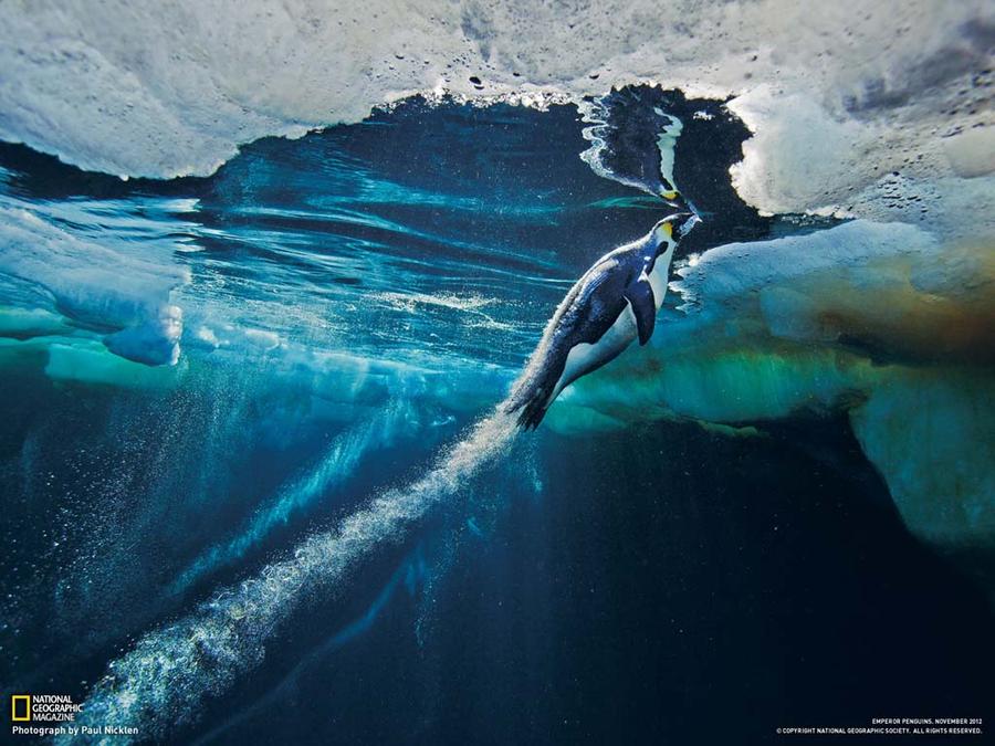 Лучшие фотографии National Geographic (подборка) Лучшие фотографии National Geographic (подборка)