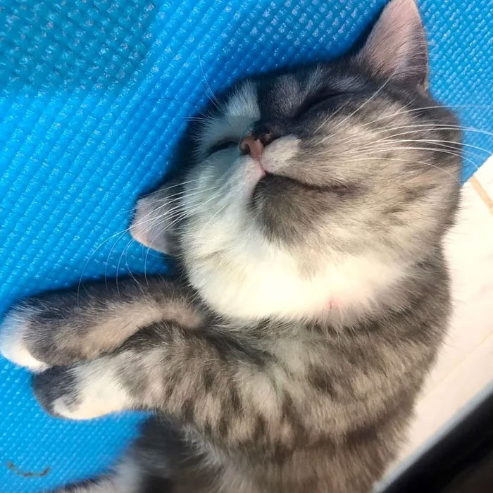 Кошка кажется нарисованной, но она настоящая и обожает туалетную бумагу