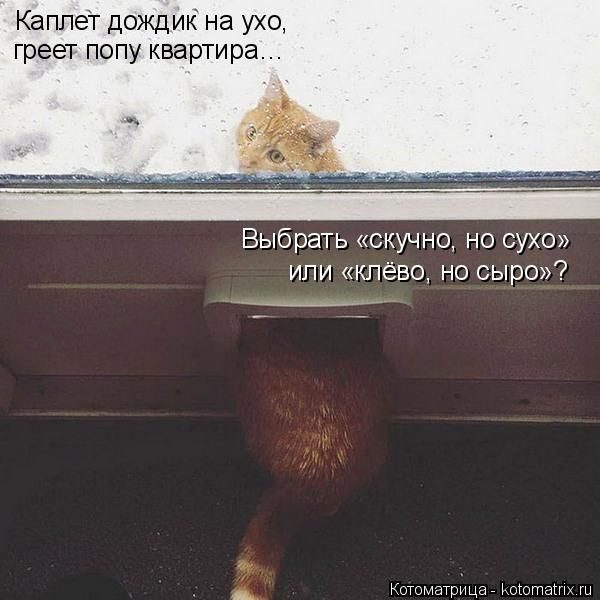 Смешные котоматрицы)) Смешные котоматрицы))