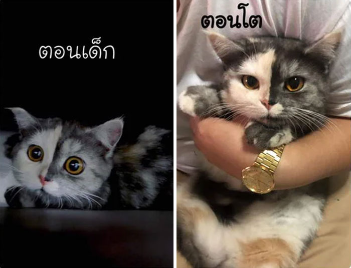 Кошка кажется нарисованной, но она настоящая и обожает туалетную бумагу