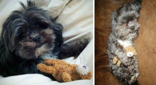 20 домашних животных, которые любят свои игрушки так же, как в детстве 20 домашних животных, которые любят свои игрушки так же, как в детстве