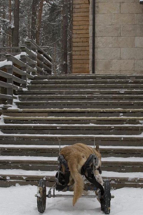 собаки