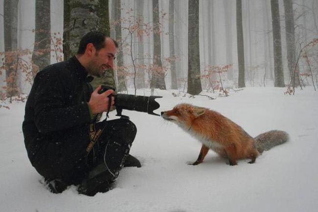 Zao Fox Village, заповедник Zao Fox Village, где можнл поиграть с лисицами, заповедник с лисицами, японский заповедник с лисицами