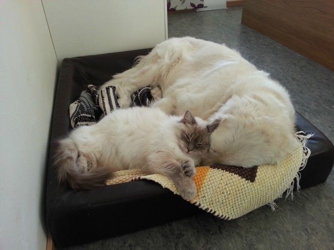 Коты, которые по уши влюблены в собак Коты, которые по уши влюблены в собак