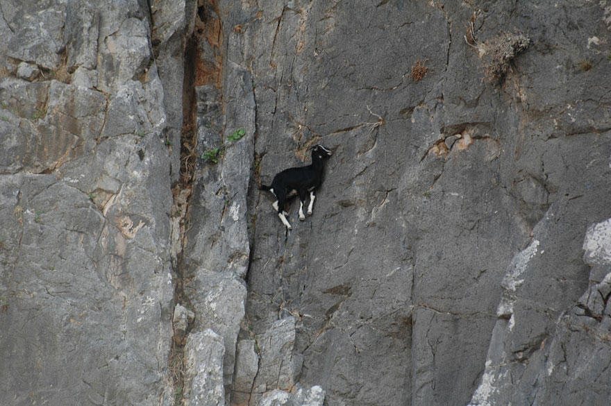 crazygoats14 Козлы, которым не ведома боязнь высоты