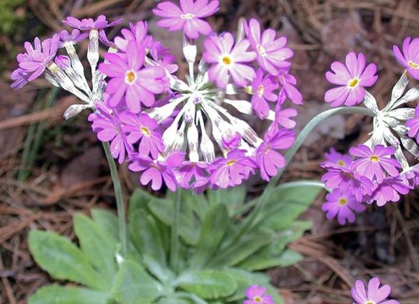 Примула лиственная, фото сайта penprimulas.com