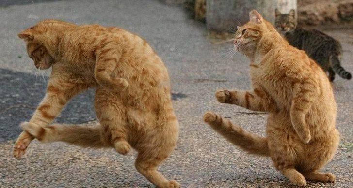 Синхронные коты Синхронные коты