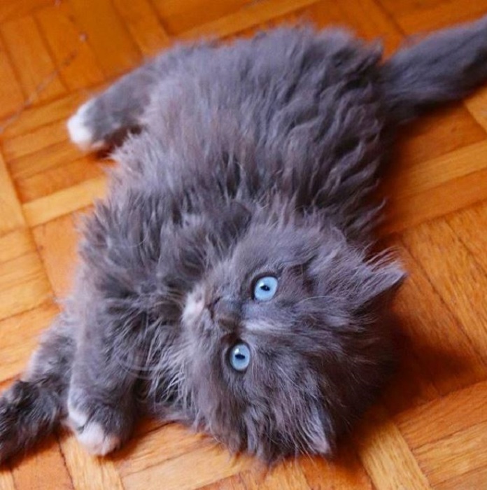 Кошечка Роза (Rose). Как выглядит многочисленное потомство чудо-кота, который стал звездой Инстаграма