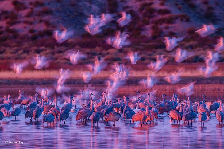 Фото животных за 2017 год, ч.11 Фото животных за 2017 год, ч.11