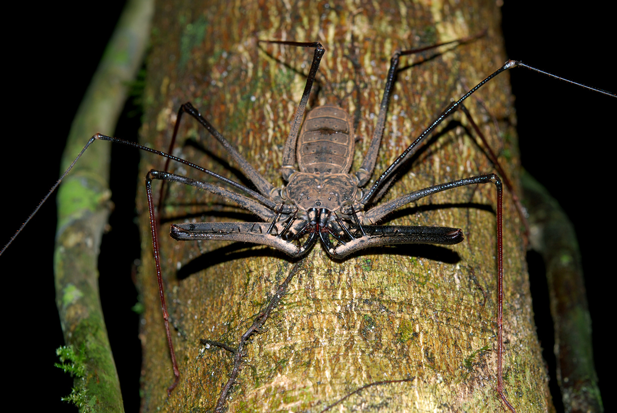 Фрин. У этого паука отсутствуют как ядовитые, так и паутинные железы; они пугливы и не представляют особой опасности для жизни человека. (Geoff Gallice)