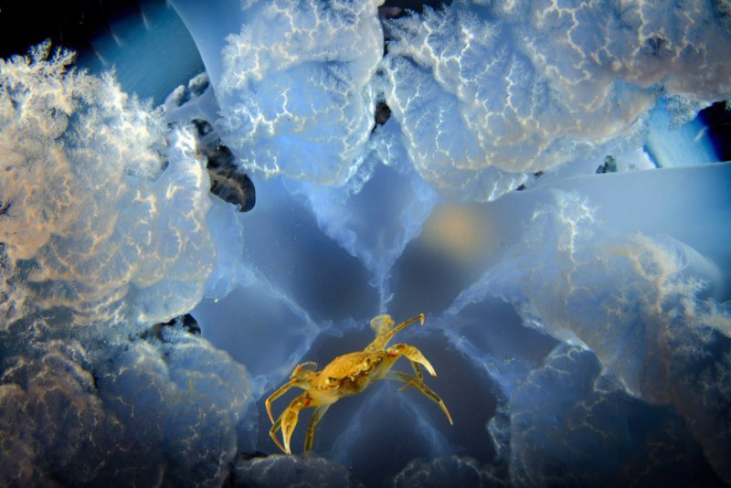 Большинство снимков сделаны на глубине около 3 метров. животный мир, медузы