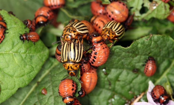 Что ест колорадский жук и как от него избавиться