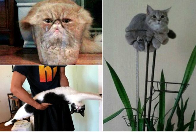 Ðемного коÑÑ, немного инопланеÑÑне.