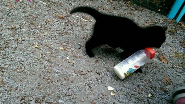 20 котов, которые пытались что-то украсть 20 котов, которые пытались что-то украсть