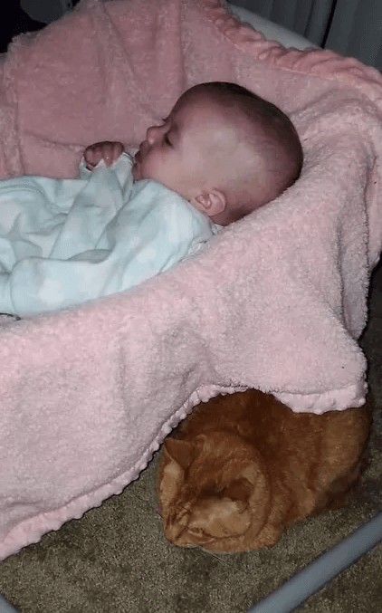 Старенький кот притворялся, что не любит хозяйскую дочку, но оказалось, что это не так