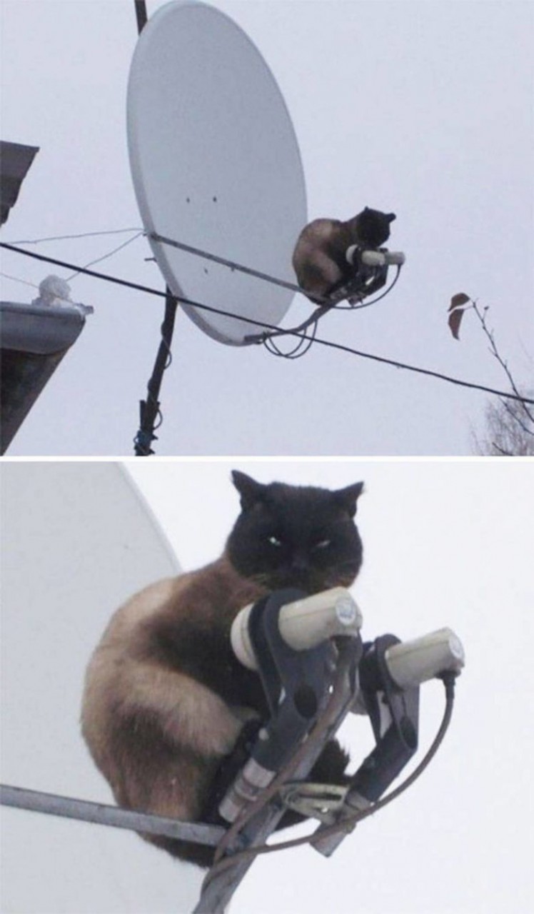 Ох, уж эти кошки!) Ох, уж эти кошки!)