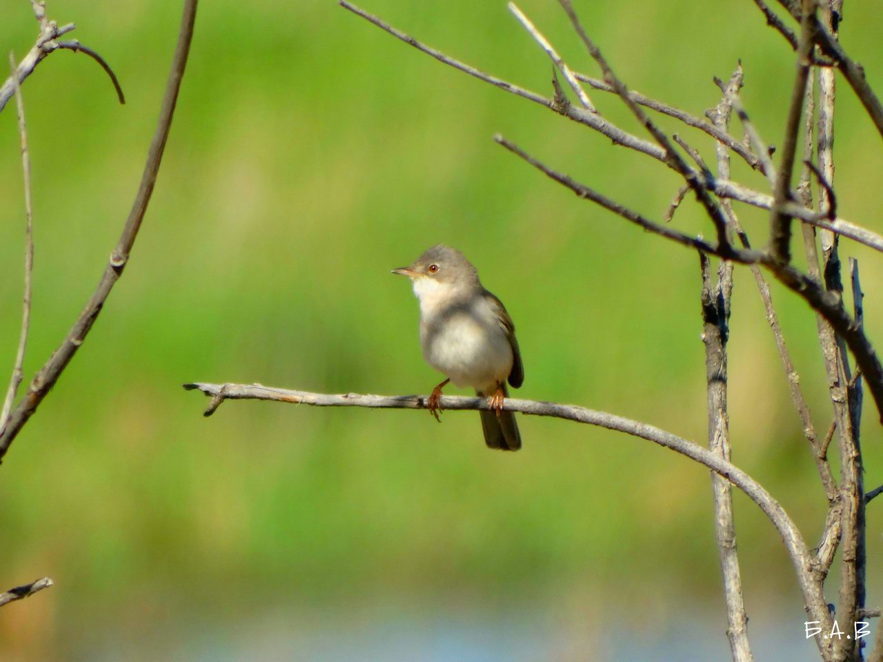 Мелкие птицы Омской области