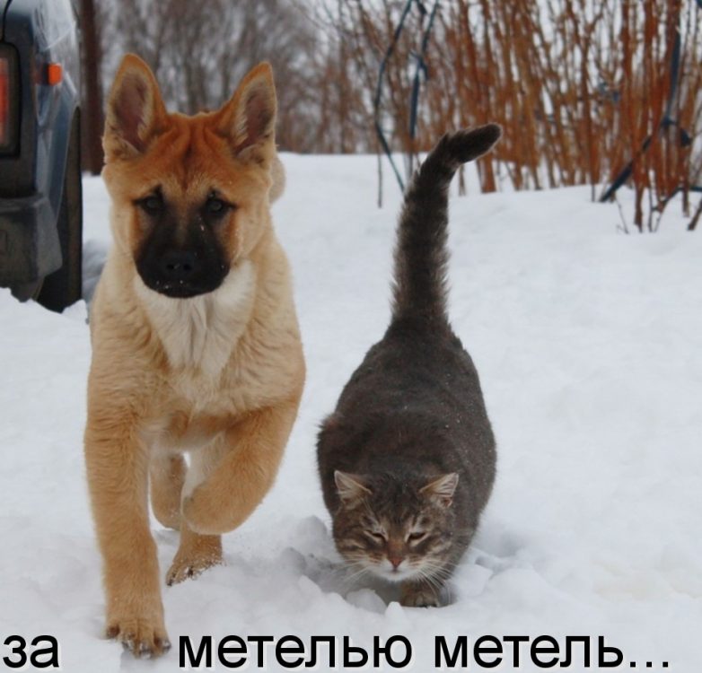 Дружба навеки