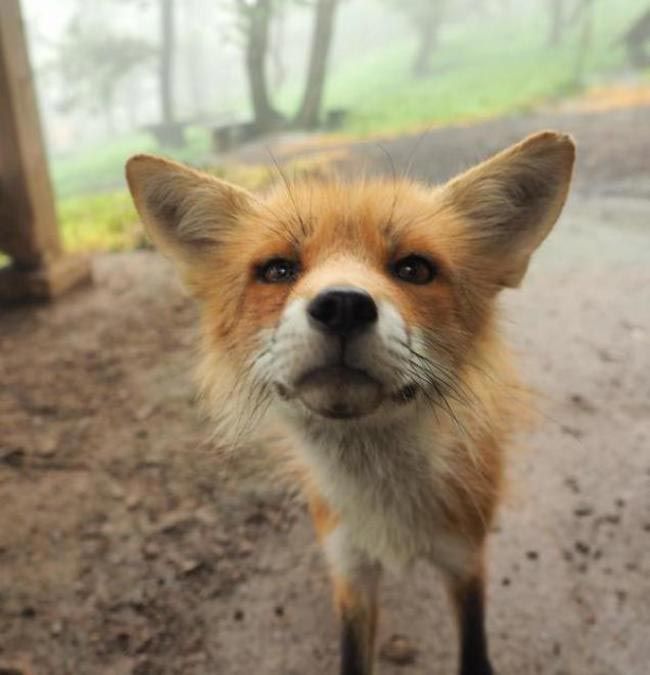 Zao Fox Village, заповедник Zao Fox Village, где можнл поиграть с лисицами, заповедник с лисицами, японский заповедник с лисицами