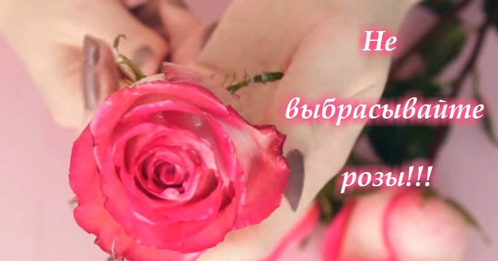 Не выбрасывайте красивые розы! Продлеваем жизнь цветам Не выбрасывайте красивые розы! Продлеваем жизнь цветам