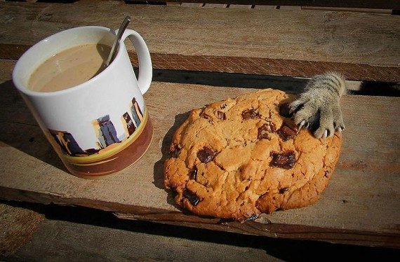 Коты, которых застали врасплох. И вовсе они не воруют, они охотятся! Коты, которых застали врасплох. И вовсе они не воруют, они охотятся!